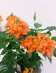 TAIKURINKUKKA - Kukkivat viherkasvit - 2039872300008 - 2