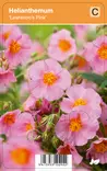 TARHAPÄIVÄNNOUTO LAWRESON´S PINK - Muut perennat - 2011162500008 - 1