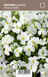 TARHARISTIKKI FLORADO WHITE - Muut perennat - 2030945700008 - 1