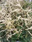 TÖYHTÖANGERVO CHANTILLY LACE C2 - Muut perennat - 2050712100008 - 1