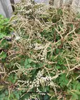 TÖYHTÖANGERVO CHANTILLY LACE C2 - Muut perennat - 2050712100008 - 1