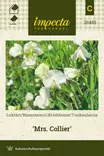 TUOKSUHERNE MRS.COLLIER - Muut kesäkukkien siemenet - 7332756284858 - 1