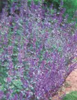 MIRRINMINTTU SIX HILLS GIANT - Muut perennat - 2042783200008 - 1