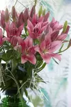 VÄRILILJA PINKKI 2 KPL/PSS - Muut kukkasipulit - 8711148227878 - 1