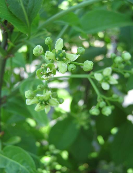 EUROOPANSORVARINPENSAS - Muut pensaat - 2002015200008 - 1