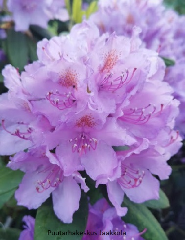 PUISTOALPPIRUUSU CATAWBIENSE GRANDIFLORUM - Alppiruusut - 2032198500008 - 1