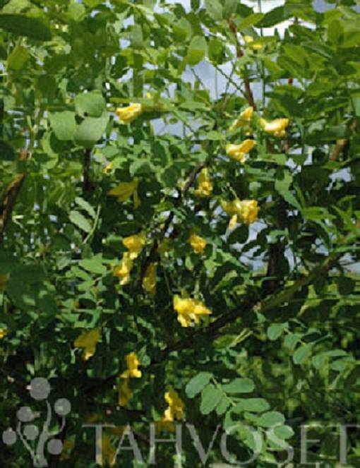 SIPERIANHERNEPENSAS 10 kpl / avojuurinen - Muut pensaat - 2019109400008 - 1