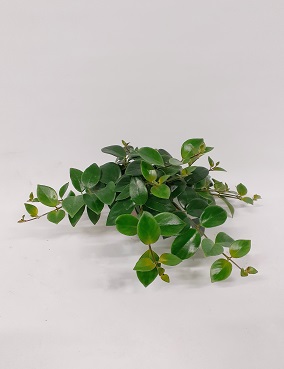 SOIHTUKÖYNNÖS MONA LISA - Muut viherkasvit - 2020112800006 - 1