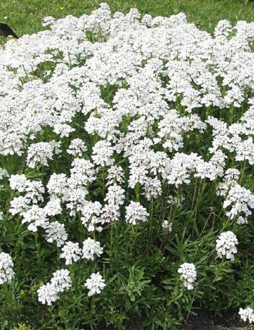 TALVISAIPPO SNOWFLAKE - Muut perennat - 2010142800008 - 1
