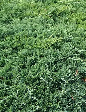 LAAKAKATAJA WILTONII - Katajat - 10302108 - 1