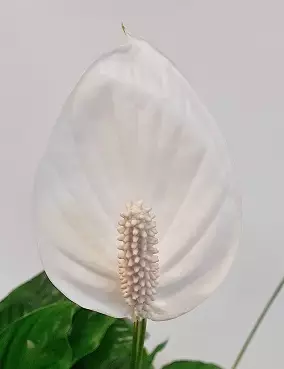 VIIRIVEHKA VERDI - Kukkivat viherkasvit - 2000204800008 - 1