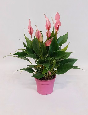 FLAMINGONKUKKA LILLI - Kukkivat viherkasvit - 2020003500008 - 1