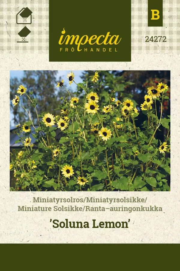 RANTA-AURINGONKUKKA SOLUNA LEMON - Auringonkukan siemenet - 7332756242728 - 1