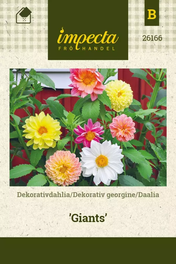 DAALIA GIANTS - Muut kesäkukkien siemenet - 7332756261668 - 1