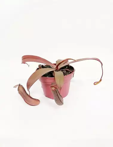 KANNUKASVI REBECCA 12 CM RUUKKU - Lihansyöjäkasvit - 8712044612638 - 1