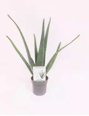 LÄÄKEAALOE - Muut viherkasvit - 8712815051598 - 1