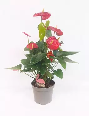 ANDRENFLAMINGONKUKKA ARISA RED 17 CM - Kukkivat viherkasvit - 8712815137698 - 1
