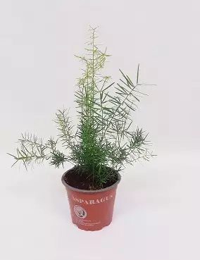 HIENOHELMA - Muut viherkasvit - 2083777800002 - 1