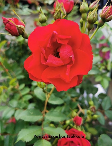 ADELAIDE HOODLESS RUUSU - Kanadalaiset ruusut - 2002014900008 - 1