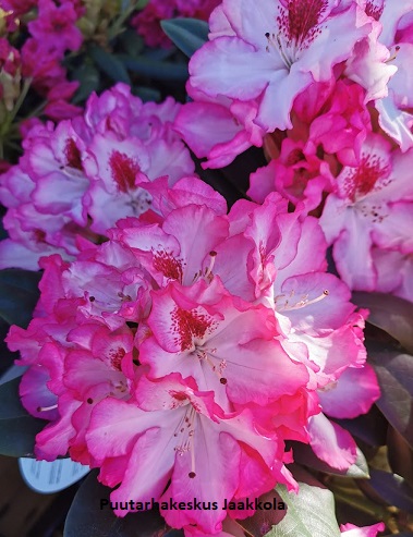 ALPPIRUUSU HACHMANN´S CHARMANT - Alppiruusut - 2031171700008 - 1