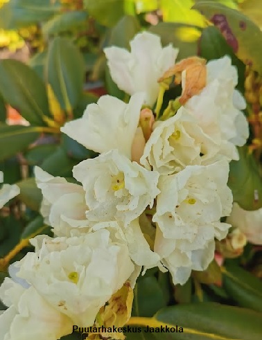 ALPPIRUUSU NIKODEMUS - Alppiruusut - 2050347100008 - 1