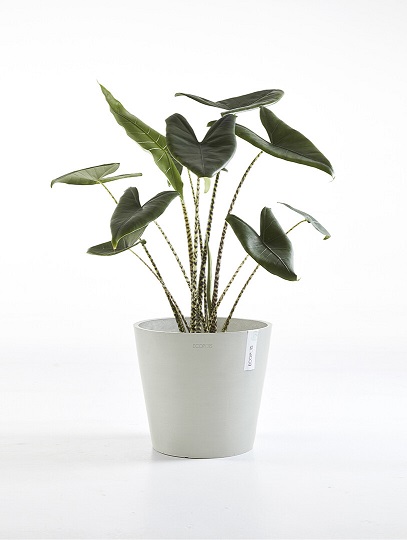 AMSTERDAM RUUKKU VALKOHARMAA 30 CM - Muoviruukut - 5413724301288 - 1