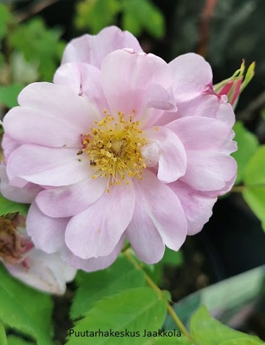 BLANDARUUSU TOUKONIITTY - Pensasruusut - 2025202300008 - 1