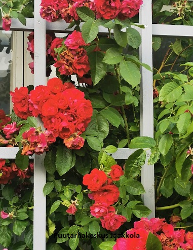 FLAMMENTANZ KÖYNNÖSRUUSU - Köynnösruusut - 2001732300008 - 1