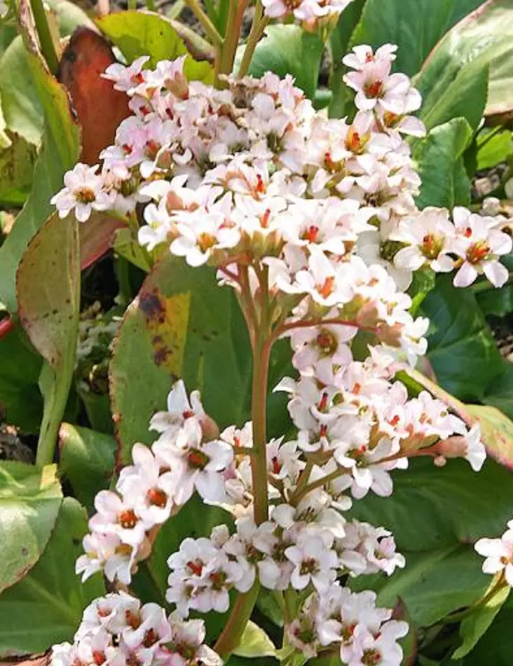 HERTTAVUORENKILPI VALKOINEN - Muut perennat - 2001484500008 - 1