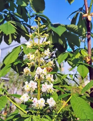 HEVOSKASTANJA - Muut lehtipuut - 2080042600008 - 1