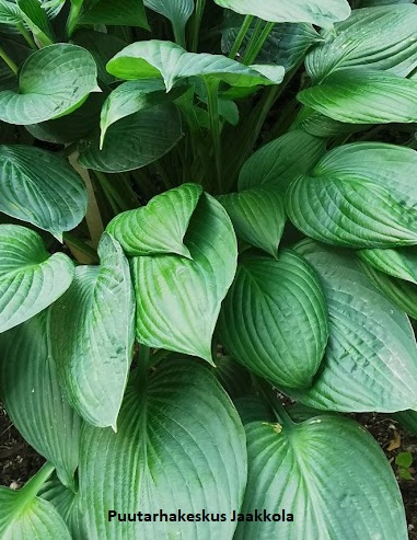 HOPEAKUUNLILJA - Kuunliljat - 2010137400008 - 1