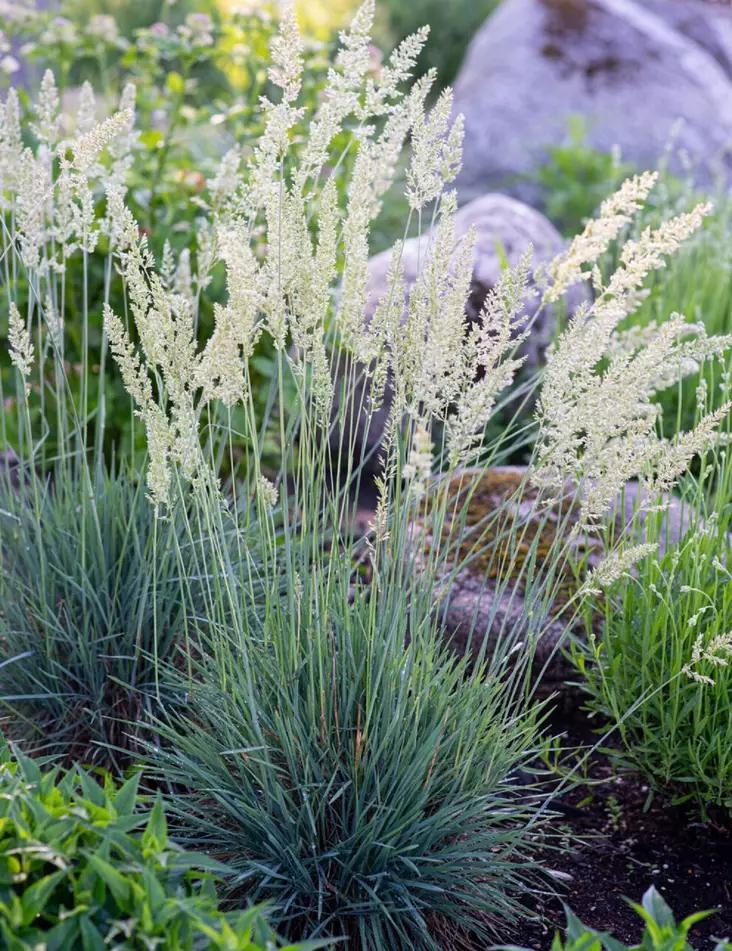 HOPEATOPPO - Koristeheinät - 2021747300008 - 1