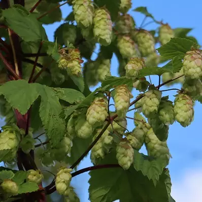 HUMALA KROPPA - Muut köynnökset - 2022011600008 - 1