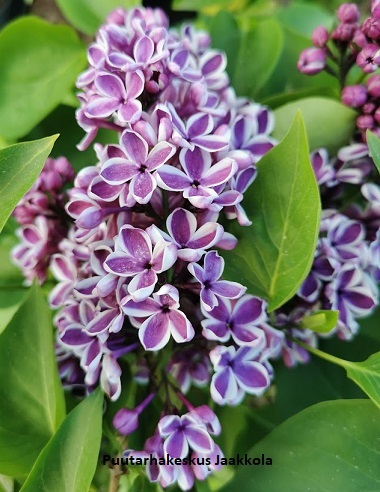 JALOSYREENI SENSATION - Syreenit - 2002097000008 - 1