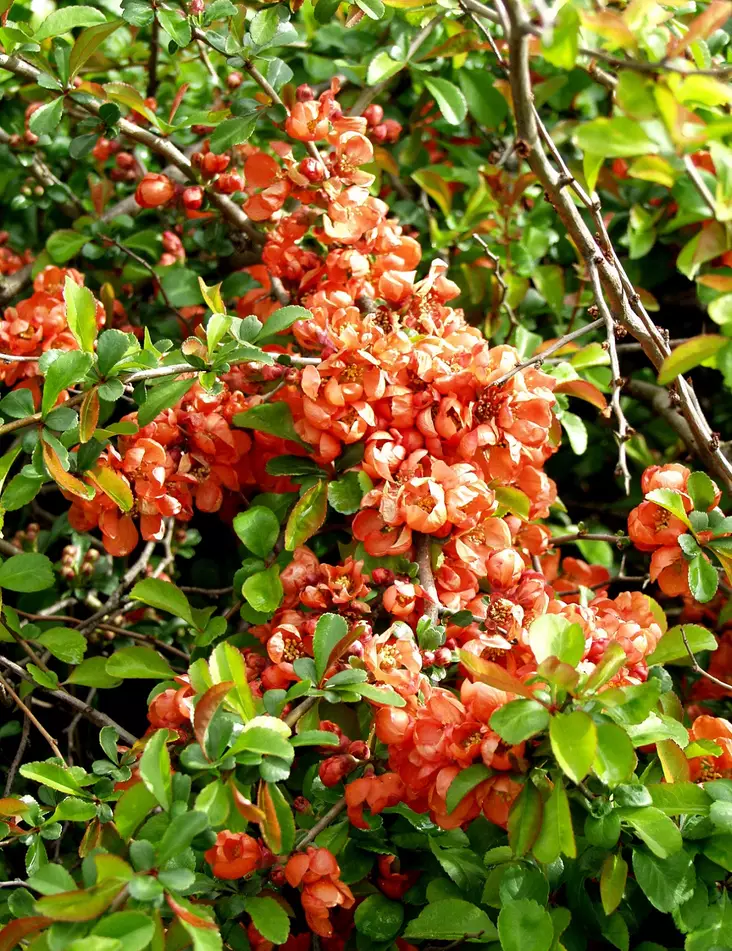 JAPANINRUUSUKVITTENI VENUS - Muut pensaat - 2020420600008 - 1