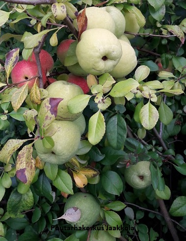 JAPANINRUUSUKVITTENI VENUS - Muut pensaat - 2020420600008 - 3