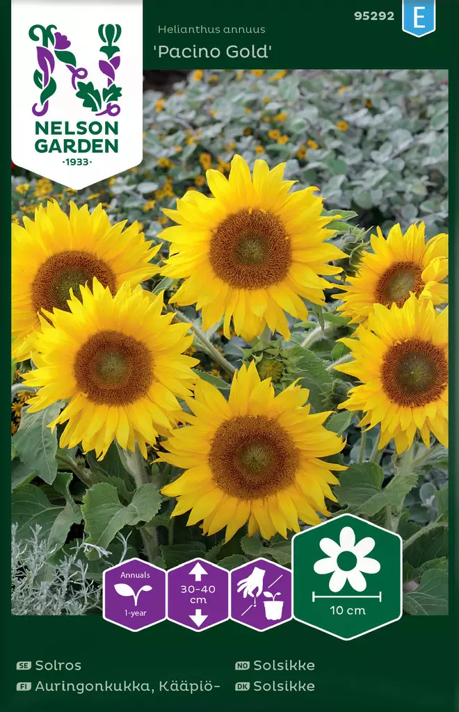 KÄÄPIÖAURINGONKUKKA PACINO GOLD - Auringonkukan siemenet - 7312600952928 - 2