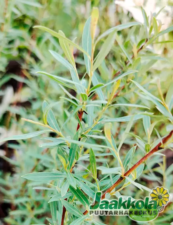 KÄÄPIÖPUNAPAJU 25 kpl / avojuurinen - Pajut - 2010583900008 - 1