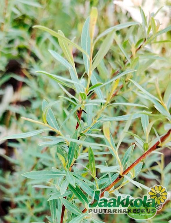 KÄÄPIÖPUNAPAJU - Pajut - 2021910100008 - 1