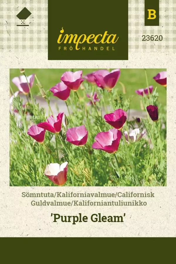 KALIFORNIANTULIUNIKKO PURPLE GLEAM - Muut kesäkukkien siemenet - 7332756236208 - 1