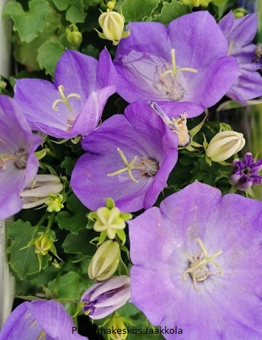 KARPAATTIENKELLO SININEN - Kellokukat - 2010078000008 - 1