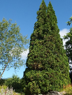 KARTIOTUIJA HOLMSTRUP - Tuijat - 2037363400008 - 1