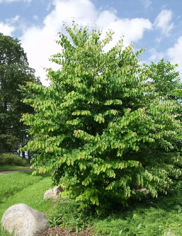 KATSURA - Muut pensaat - 2063000500008 - 1