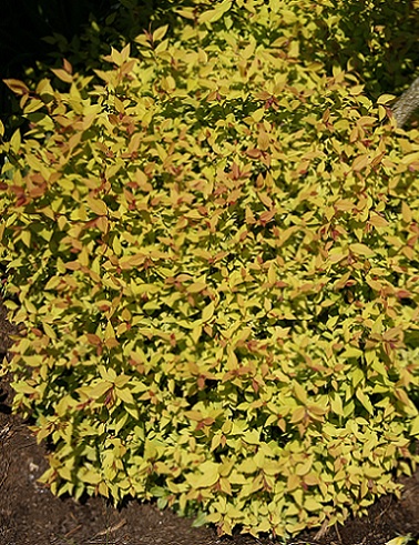 KELTAJAPANINANGERVO FIRELIGHT - Angervot - 2031770200008 - 1