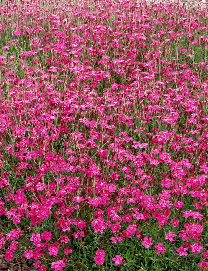 KETONEILIKKA BRILLIANT - Muut perennat - 2010102200008 - 1