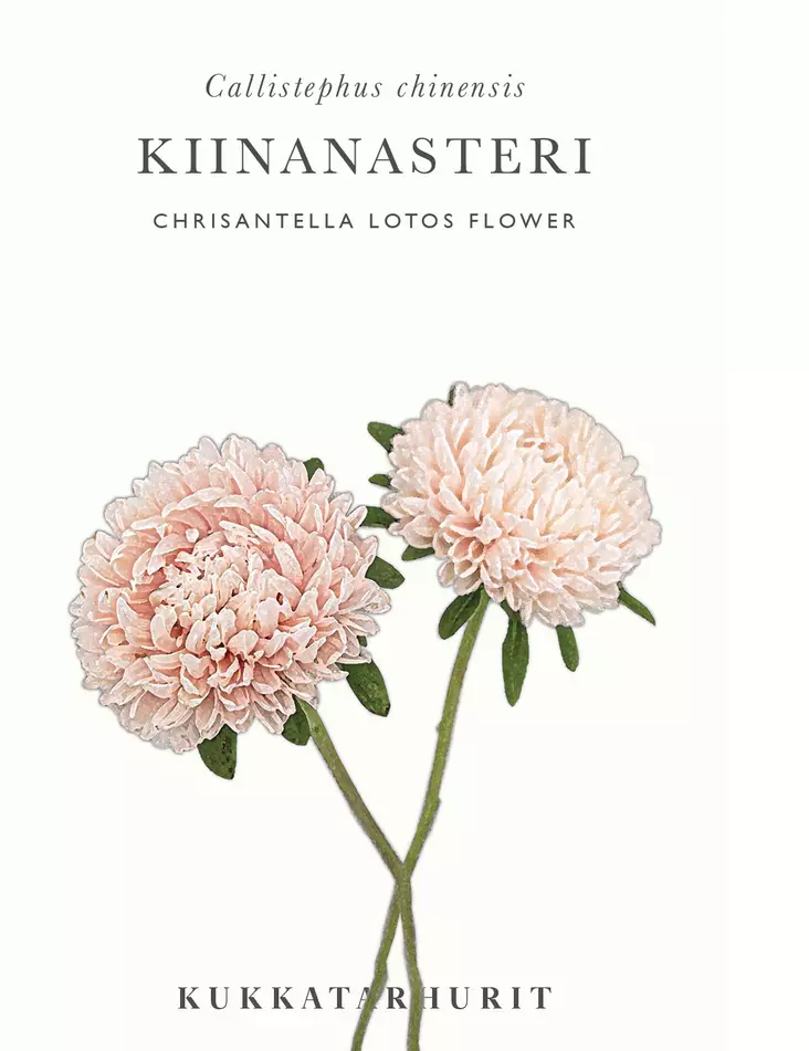 KIINANASTERI CHRISANTELLA LOTOS FLOWER - Asterin siemenet - 6430081120528 - 1