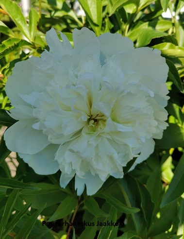 KIINANPIONI DUCHESSE DE NEMOURS - Pionit - 2002458900008 - 1