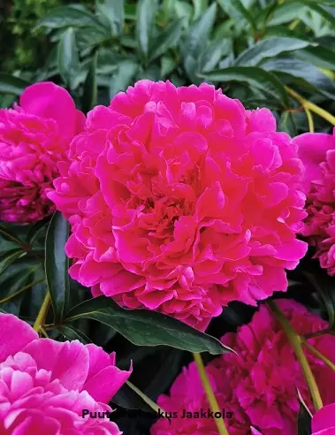 KIINANPIONI FELIX CROUSSE - Pionit - 2037873800008 - 1