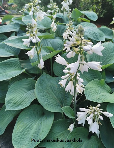 KOMEASINIKUUNLILJA ELEGANS - Kuunliljat - 2001992300008 - 1