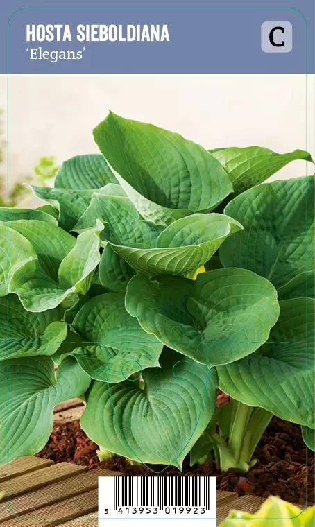 KOMEASINIKUUNLILJA ELEGANS - Kuunliljat - 2001992300008 - 1